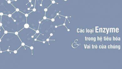 cac-loai-enzyme-trong-he-tieu-hoa-va-vai-tro-cua-chung