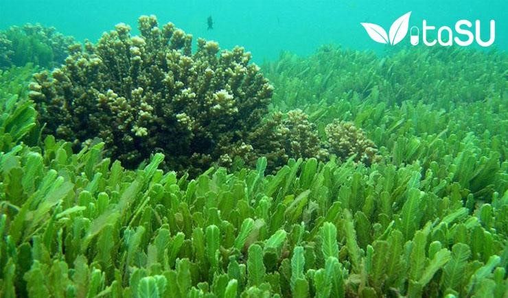 Tảo biển có tác dụng gì? Các sản phẩm tảo biển tốt cho sức khỏe
